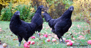 Bohuslän-Dals Svarthöna